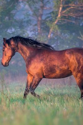 Read Horse October Notebook & Journal. Productivity Work Planner & Idea Notepad: Brainstorm Thoughts, Self Discovery, To Do List - Equine Life | PDF