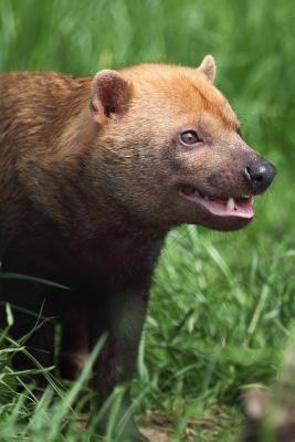 Download Bush Dog Journal: 150 Page Lined Notebook/Diary -  | PDF