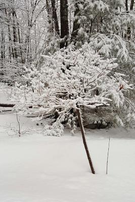 Full Download Winter Weather Journal Pretty Tree: (Notebook, Diary, Blank Book) -  | ePub